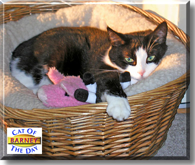 Barney, the Cat of the Day