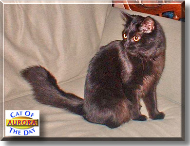 Aurora, the Cat of the Day