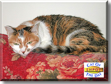 Shpot, the Cat of the Day