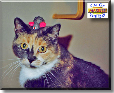 Maribel, the Cat of the Day