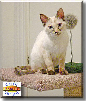Isabelle, the Cat of the Day