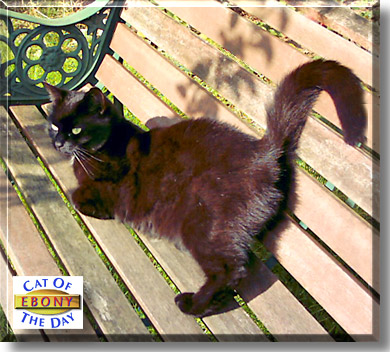 Ebony Attaway, the Cat of the Day