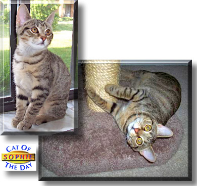 Sophie, the Cat of the Day