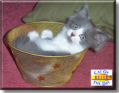 Belle, the Cat of the Day