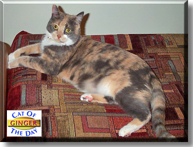 Ginger, the Cat of the Day