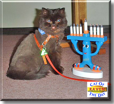 Raven, the Cat of the Day