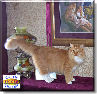 Tigger, the Cat of the Day