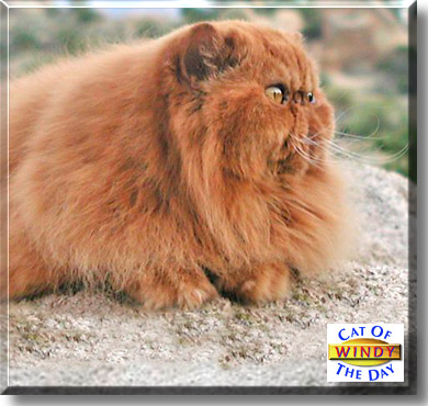 Windy, the Cat of the Day