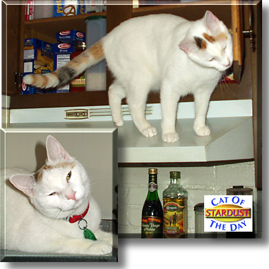 Stardust, the Cat of the Day