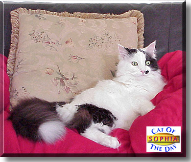 Sophia, the Cat of the Day