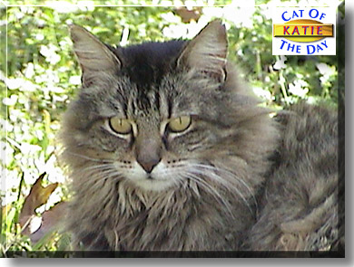 Katie, the Cat of the Day
