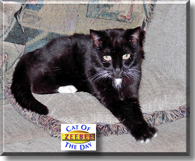 Zeebee, the Cat of the Day