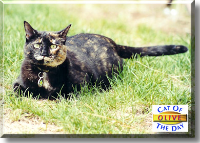 Olive, the Cat of the Day
