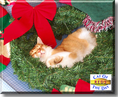 Reds, the Cat of the Day