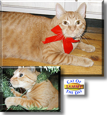 Sammy, the Cat of the Day