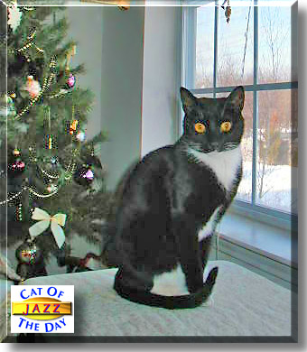 Jazz, the Cat of the Day