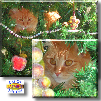Jasmine, the Cat of the Day