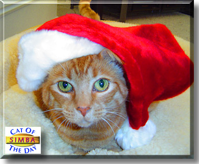 Simba, the Cat of the Day