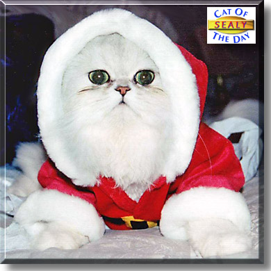 Sealy, the Cat of the Day