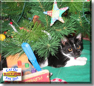 Black Jack, the Cat of the Day
