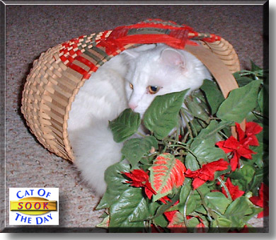 Sook, the Cat of the Day