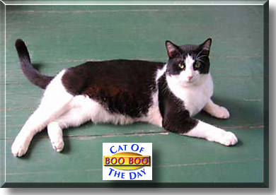 Boo Boo, the Cat of the Day