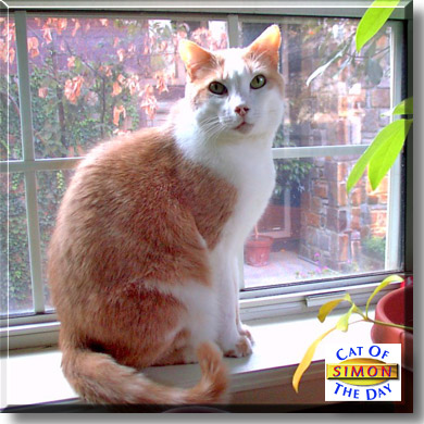 Simon, the Cat of the Day