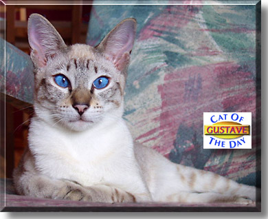Gustave, the Cat of the Day
