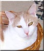 Tybor