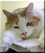Austin
