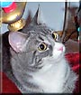 Zelda
