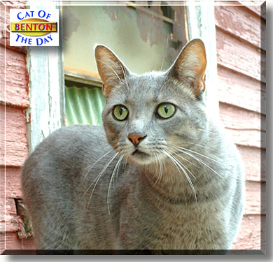 Benton O'Malley, the Cat of the Day