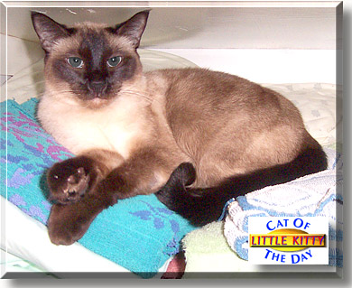 Little Kitty, the Cat of the Day