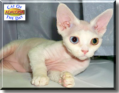 Imoya's Adalgisa, the Cat of the Day