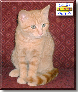 Oliver, the Cat of the Day