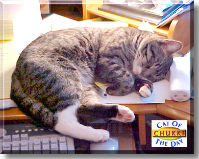 ChukkiChazz, the Cat of the Day