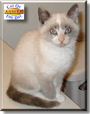 Annika Layne, the Cat of the Day