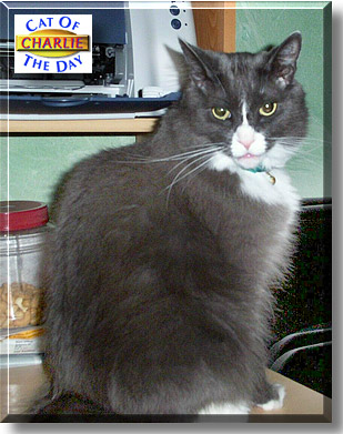Charlie, the Cat of the Day