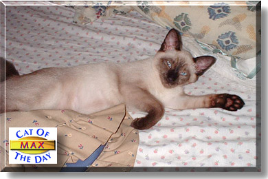Max, the Cat of the Day