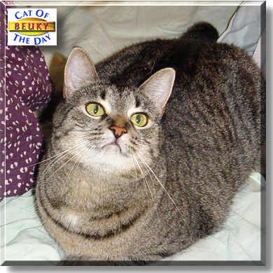 Beuky, the Cat of the Day