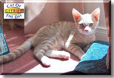 Citrus, the Cat of the Day