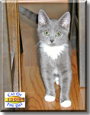 Eddie, the Cat of the Day