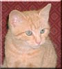 Oliver
