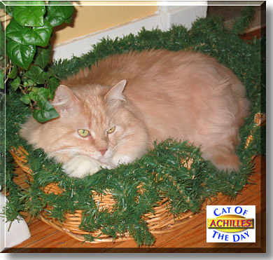 Achilles, the Cat of the Day