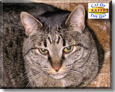 Raffy, the Cat of the Day