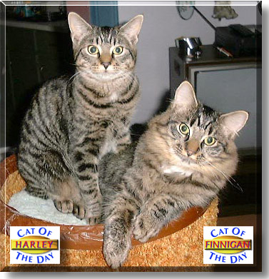 Harley and Finnigan, the Cat of the Day
