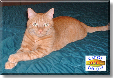 Robert, the Cat of the Day
