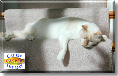 Casper, the Cat of the Day