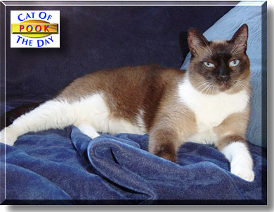 Pook, the Cat of the Day