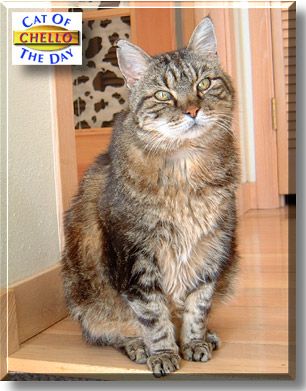 Chello, the Cat of the Day